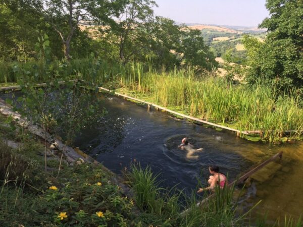 RSAI Arquitetura - Entenda como são feitas as piscinas biológicas que substituem cloro por plantas