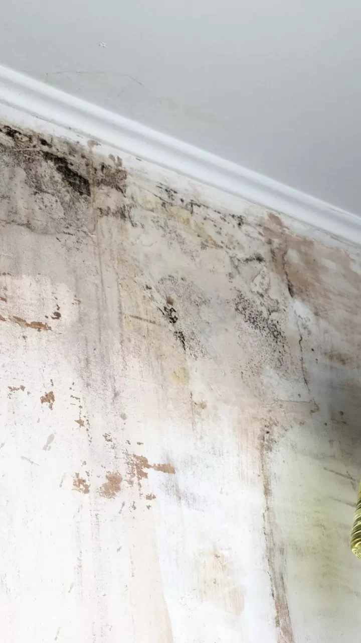 Parede com Mofo Nunca Mais: Arquitetura Perfeita para um Lar Livre de Umidade | Tire Mofo Rápido e Fácil